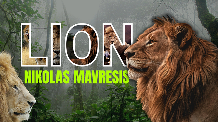 Lion by Nikolas Mavresis (Mp4 Video Download 1080p FullHD Quality)